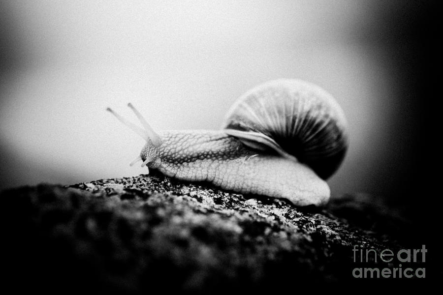 Snail crawling on the stone Artmif.lv Photograph by Raimond Klavins