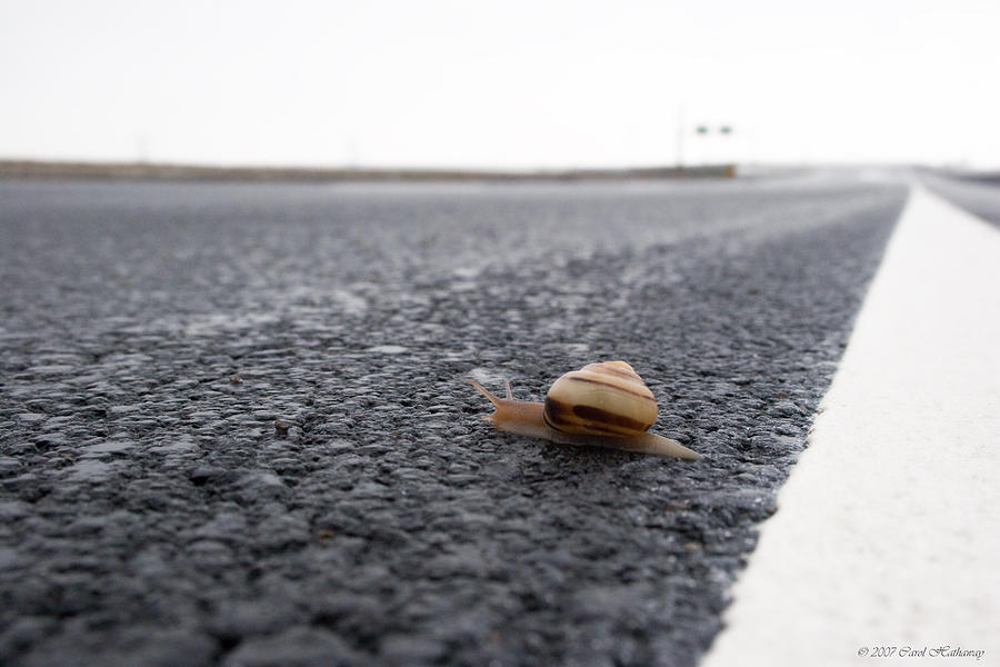 Shell Photograph - Snail Crossing... by Carol Hathaway