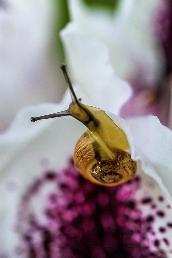 Flowers Still Life Photograph - Snail by Danielle Silveira