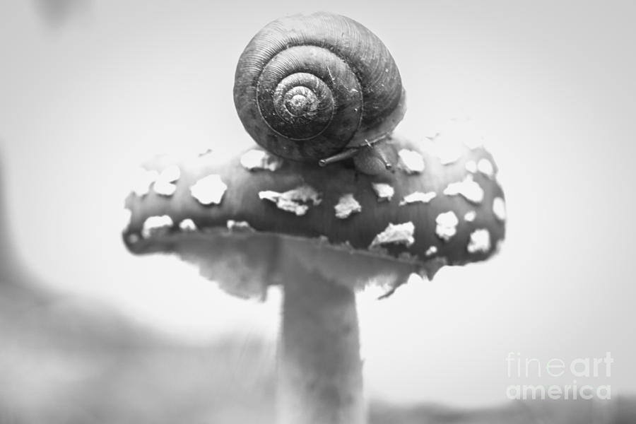 Snail Photograph