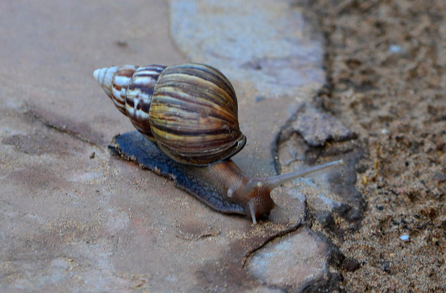 Snail Photograph by Dean Ferreira
