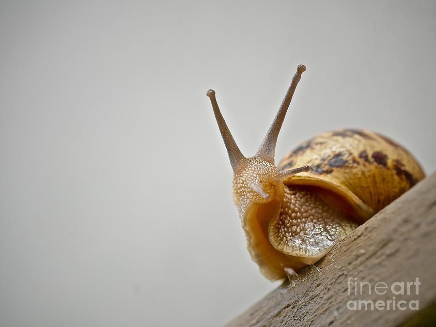 Snail Photograph by Elisabeth Derichs