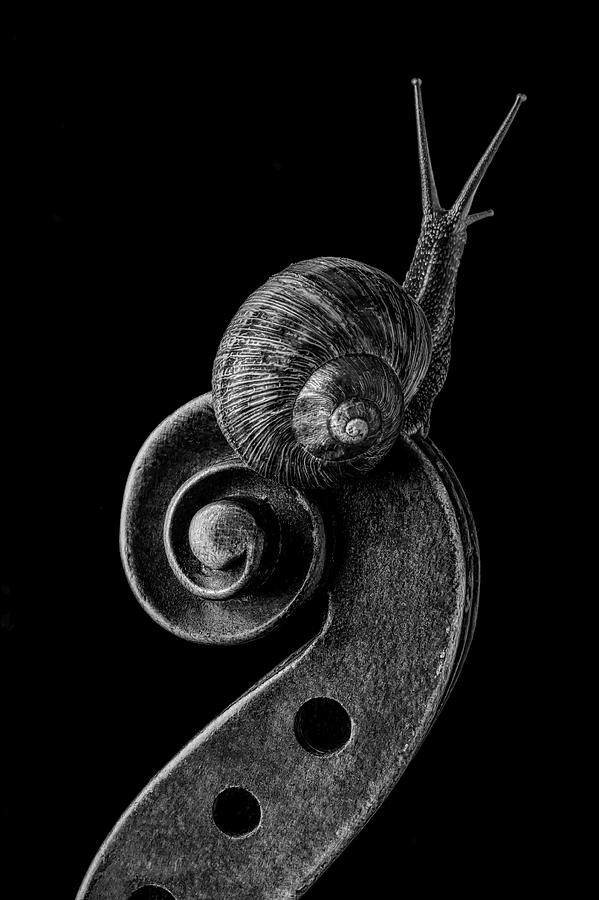 Snail Exploring Violin Scroll Photograph by Garry Gay
