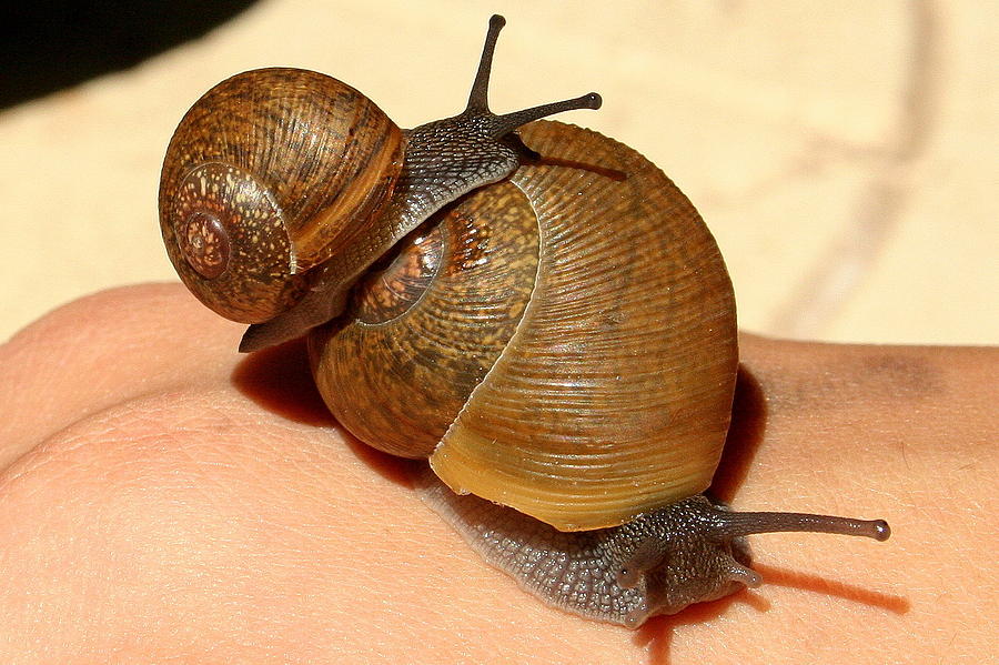Snail Family Photograph by Anita Hiltz Fine Art America