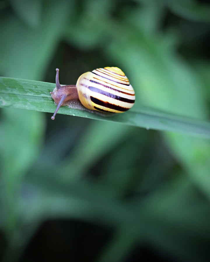 Snail in His Green Jungle Photograph by Brooke T Ryan