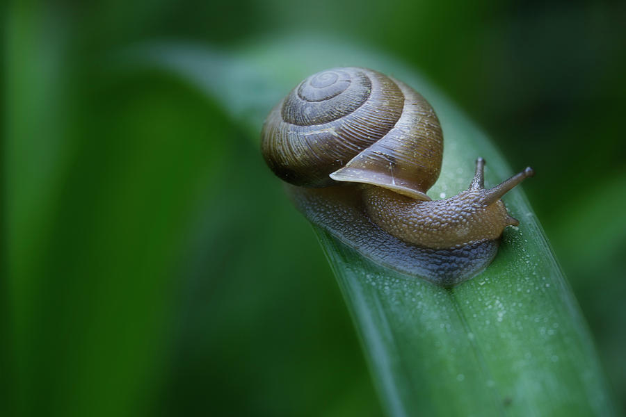 Snail In The Morning Photograph by Mike Eingle Snail In The Morning Photograph by Mike Eingle