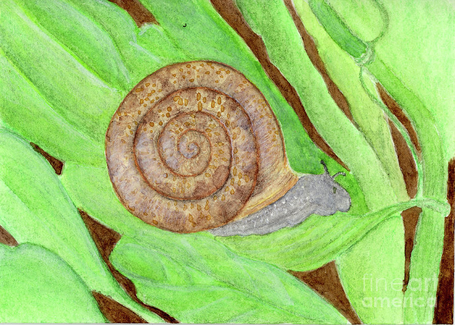 Snail Painting by Jackie Irwin