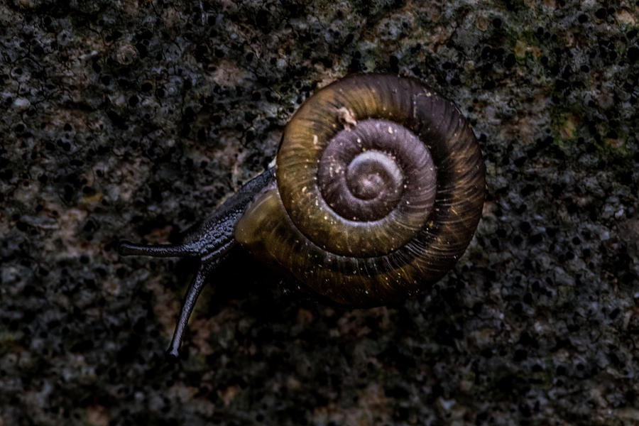 Snail Photograph by Jay Stockhaus