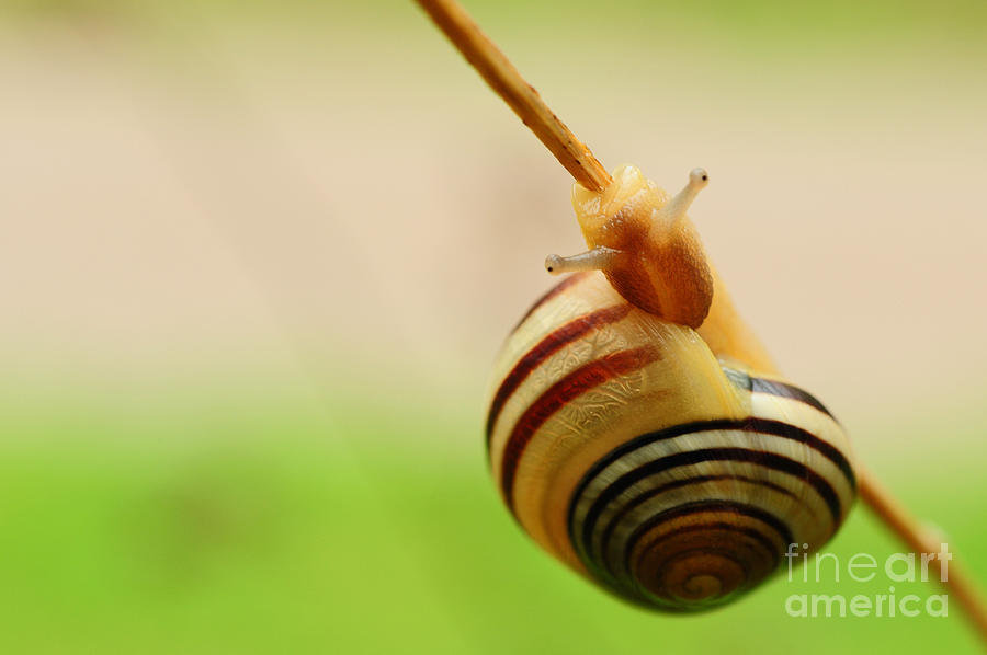 Snail  Photograph by Joe Ng