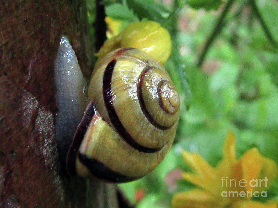 Snail Photograph by Kim Tran