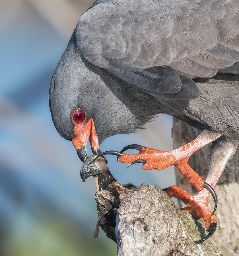 Snail Kite Snacking by Georgia Wilson Snail Kite Snacking by Georgia Wilson