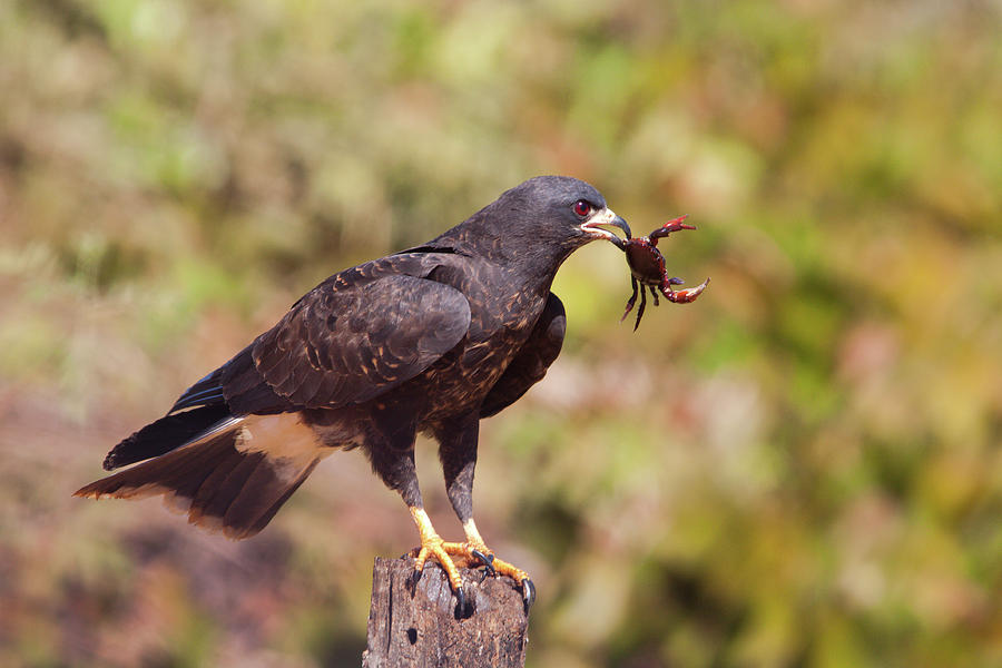 Snail Kite with Crab Photograph by Aivar Mikko