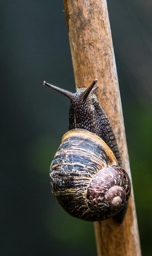 Snail Photograph by Martina Fagan