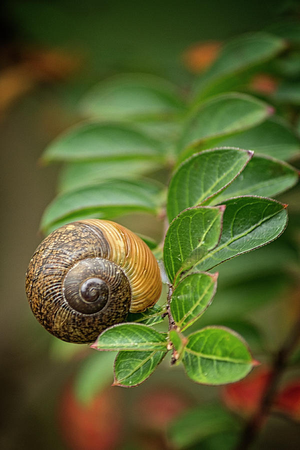 Snail on a Branch Photograph by Teresa Wilson