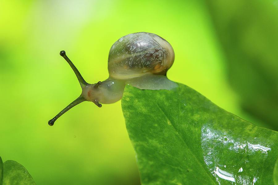  Snail  on a leaf macro  photography  Photograph by Eric Lesueur