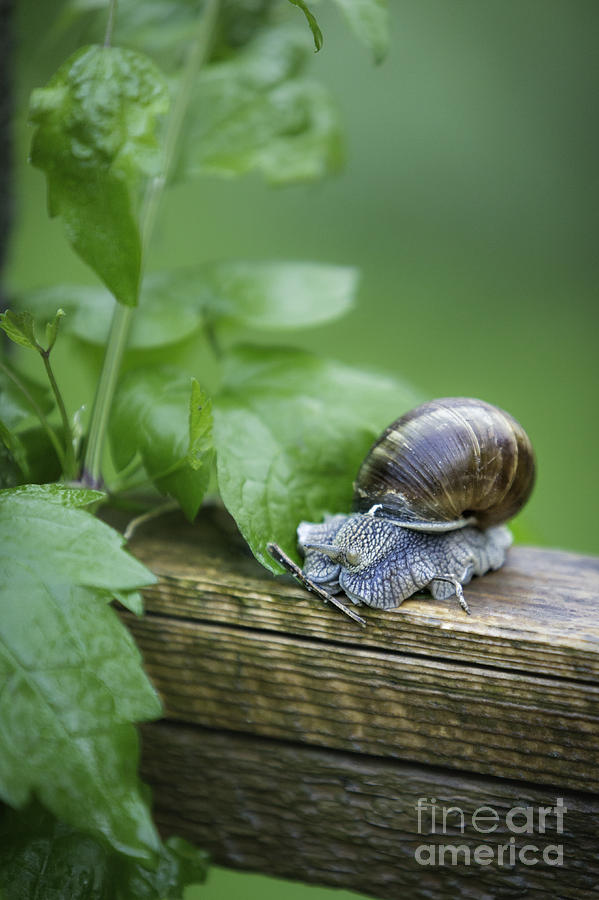 Snail On A Rail  Photograph by Timothy Hacker