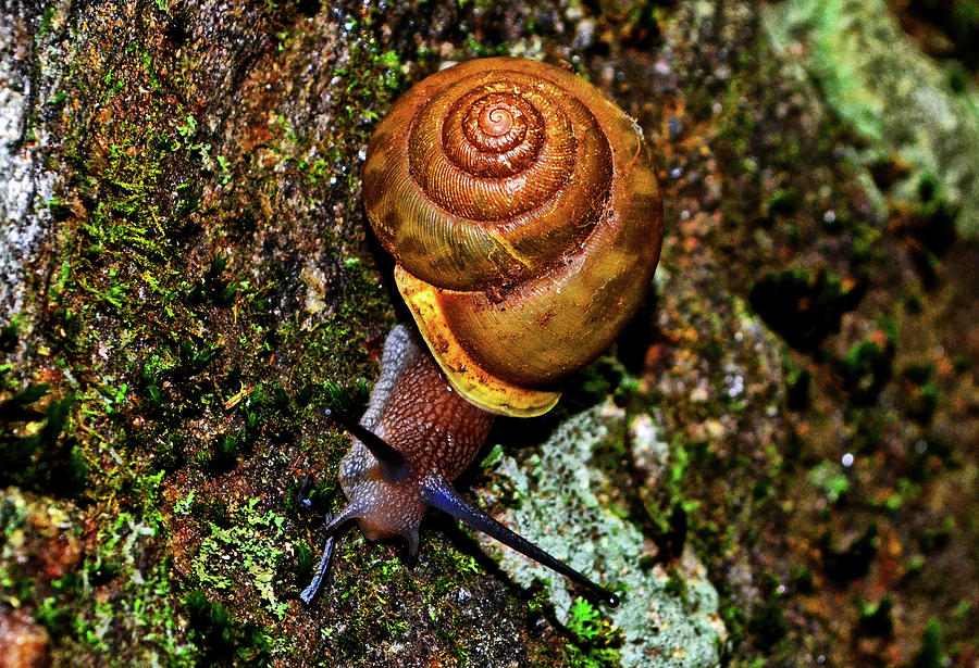 Snail On A Rock 002 Photograph by George Bostian