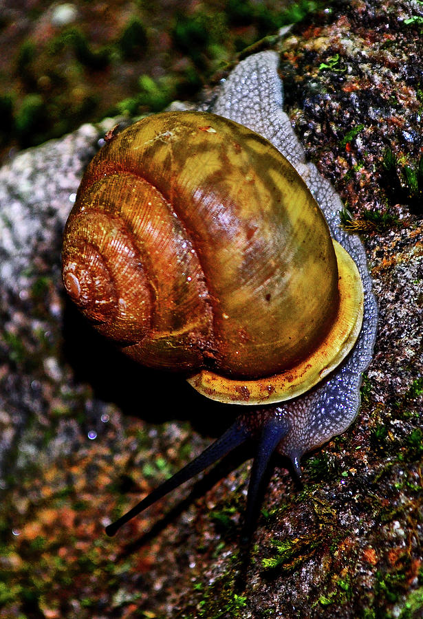Snail On A Rock 004 Photograph by George Bostian