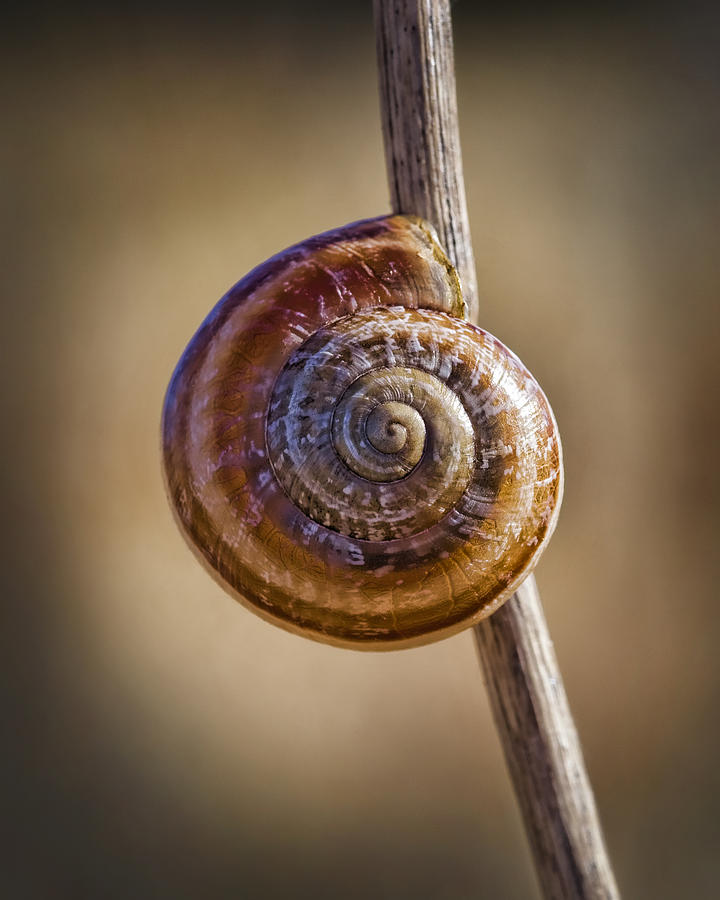 Snail on a Stick Photograph by Kelley King