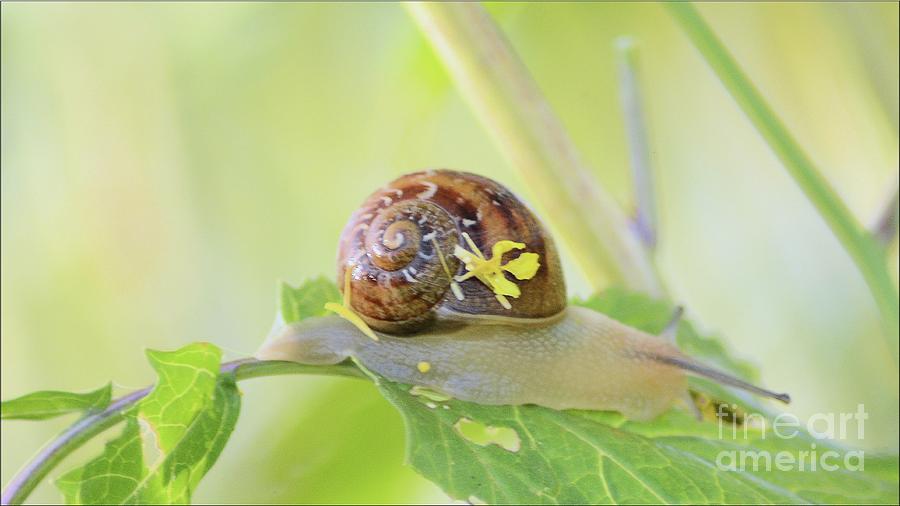 Nature Photograph - Snail On Green Leaves by Luv Photography