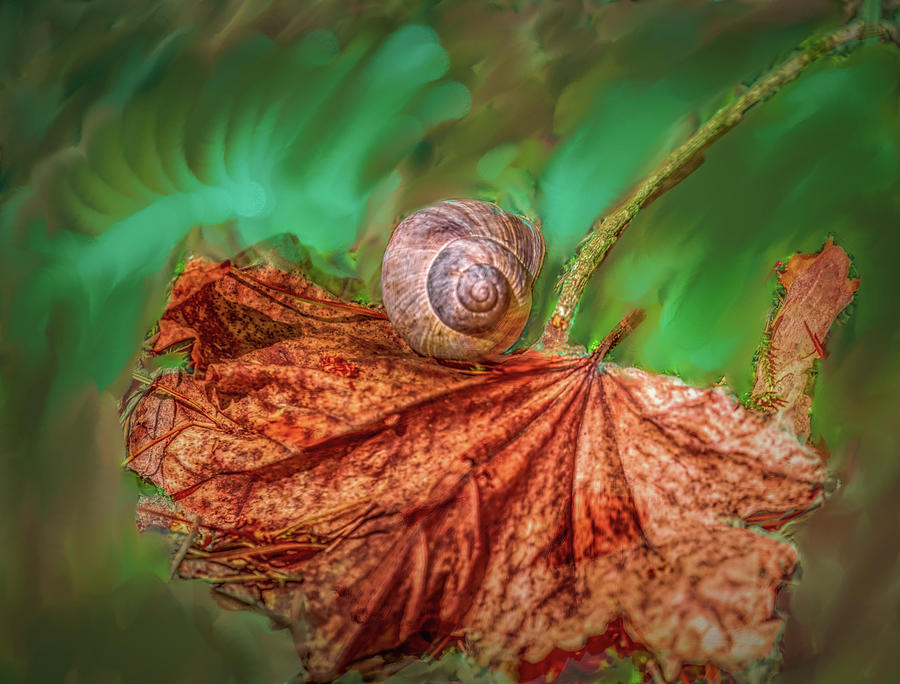 Snail On Leaf #h2 Photograph