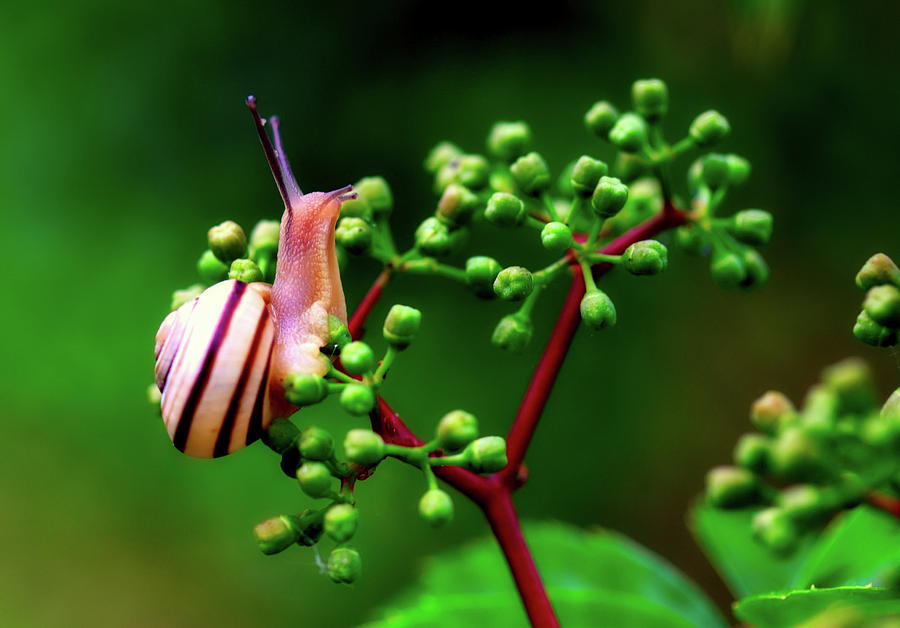 Snail On Plant Photograph by Mountain Dreams