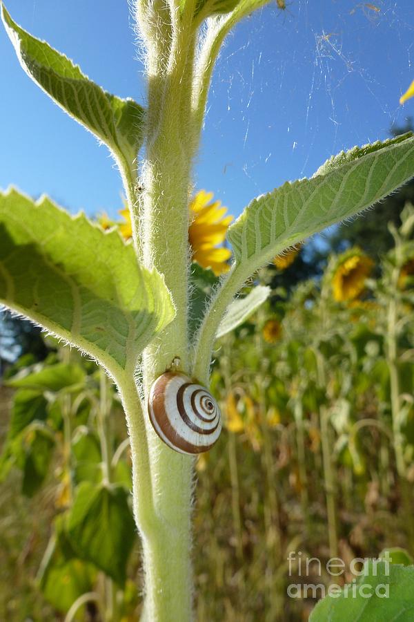 Snail On Sunflower Photograph by Jean Bernard Roussilhe