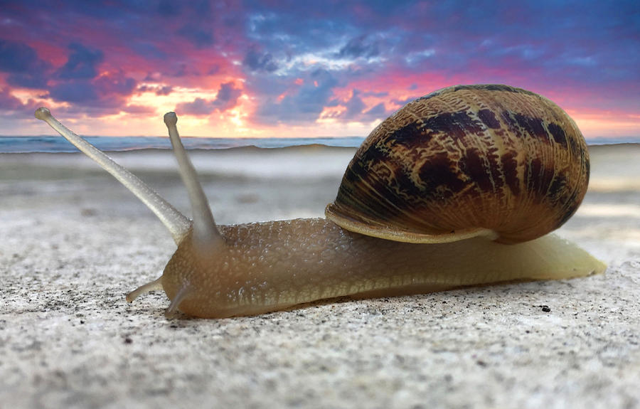 snail-on-the-beach-darryl-weatherly.jpg