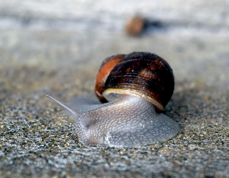 Snail On The Move Photograph