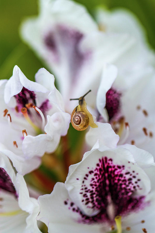 Snail Rhododendron Photograph