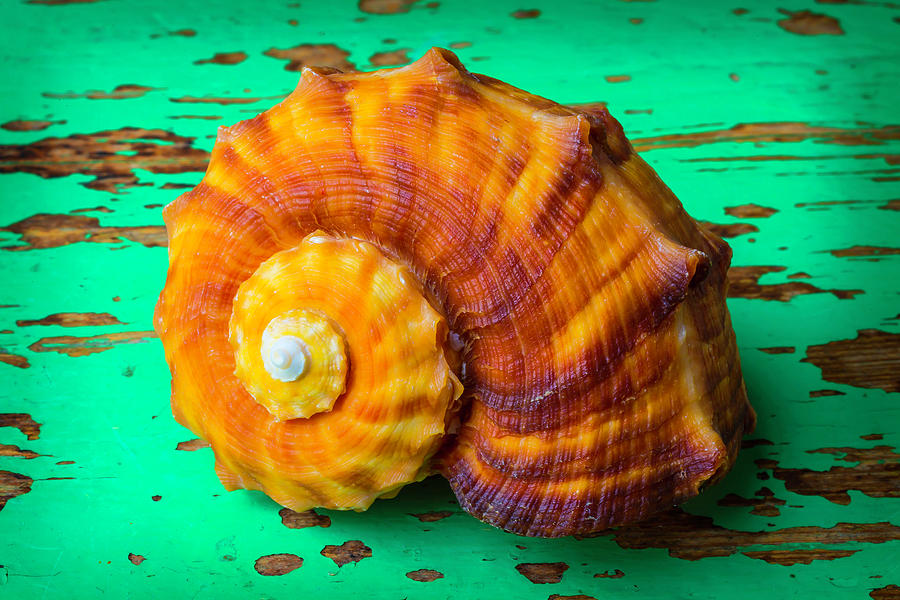 Snail Sea Shell On Green Board Photograph by Garry Gay