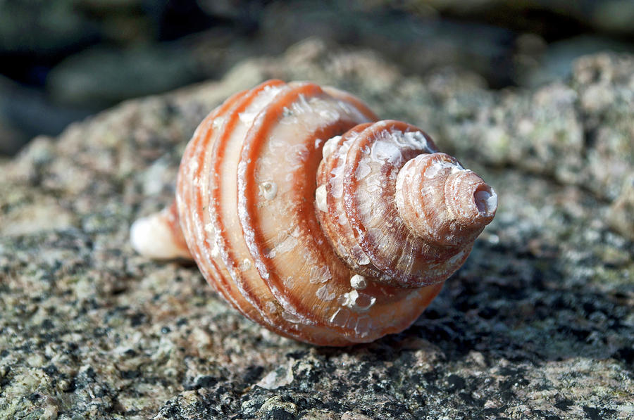 Snail Shell 4 Photograph by Cathy Mahnke