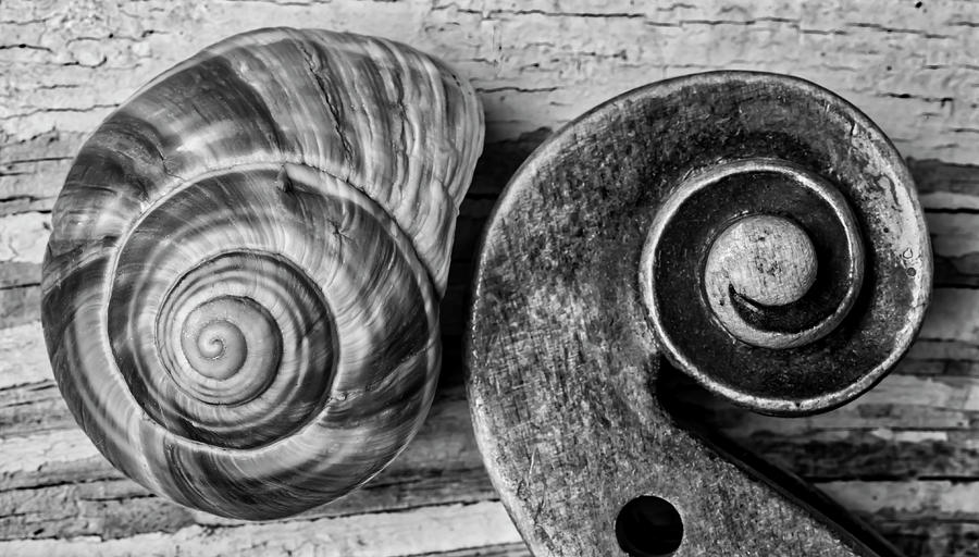 Snail Shell And Violin Scroll Photograph by Garry Gay