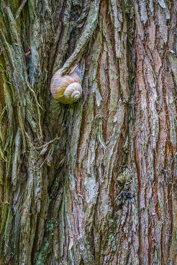 Snail shell Photograph by Elmer Jensen