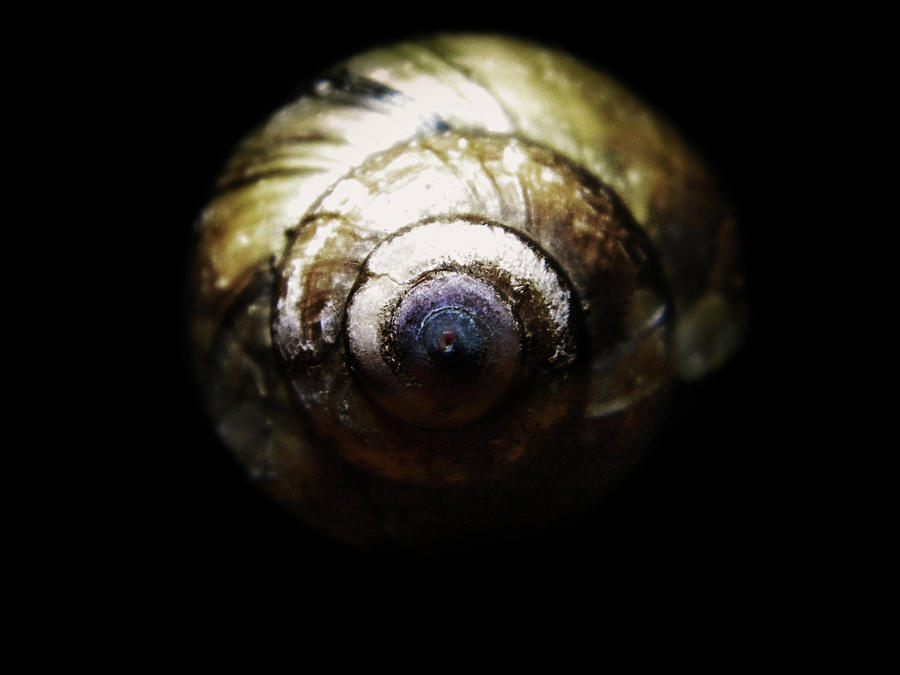 Snail Shell Study Photograph