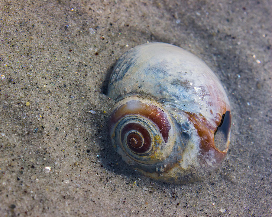 Snail Shell Photograph by Tim Kirchoff