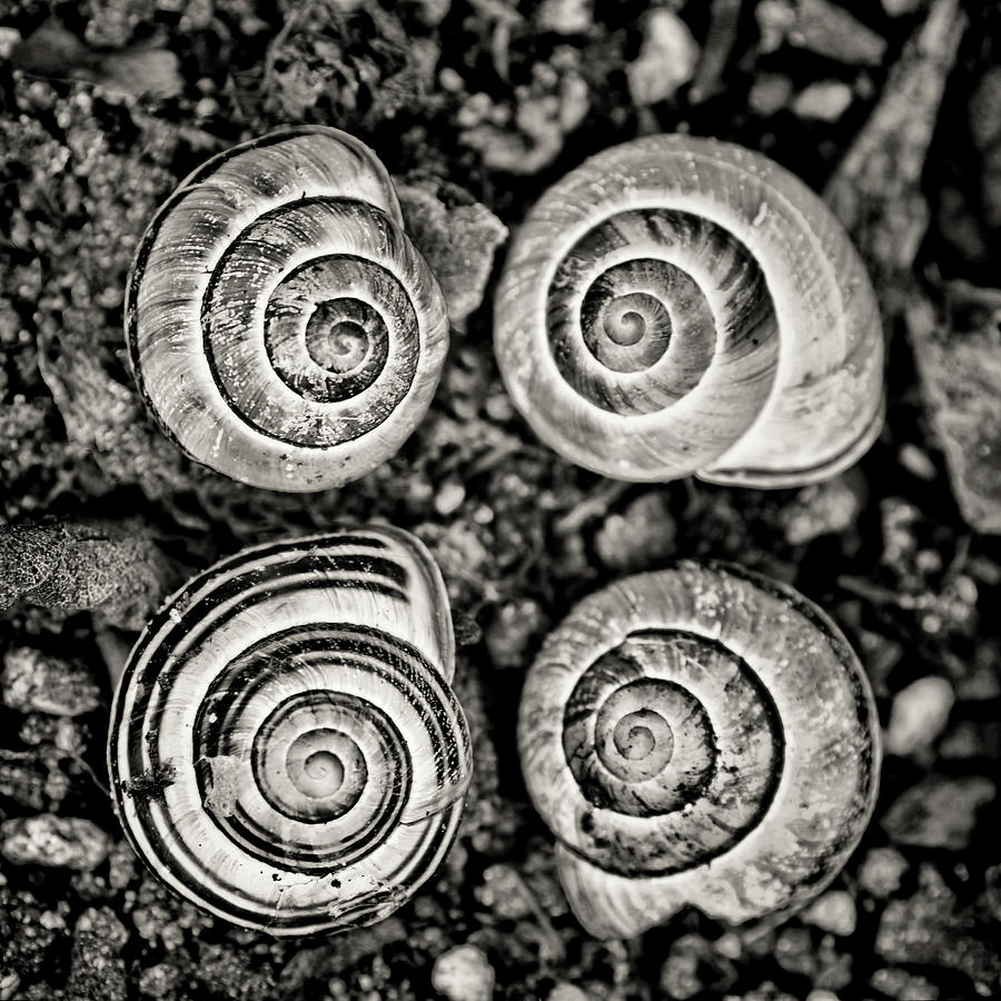 Black And White Photograph - Snail Shells Black and White by Peggy Collins