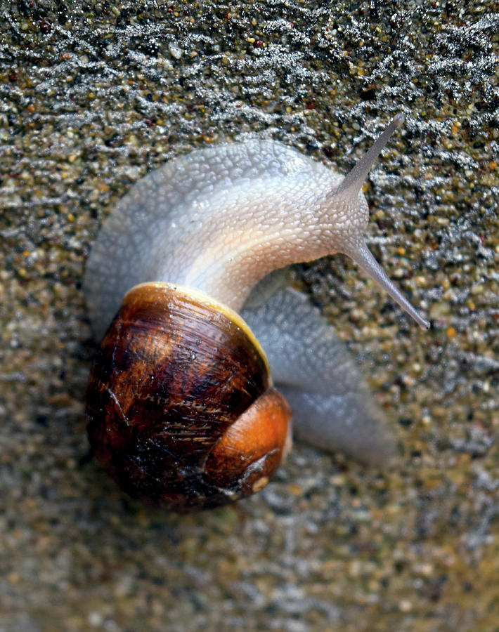 Snail snailing along Photograph by Michele Avanti