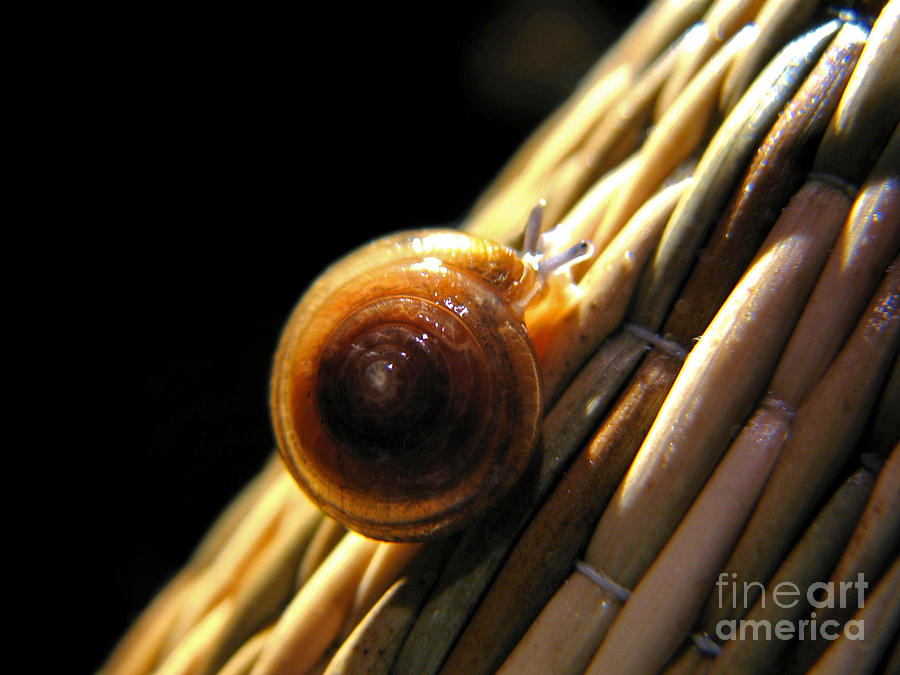 Snail Photograph by Todd Blanchard