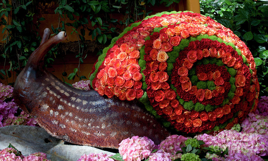 Snail with Flowers Photograph by Ivete Basso Photography