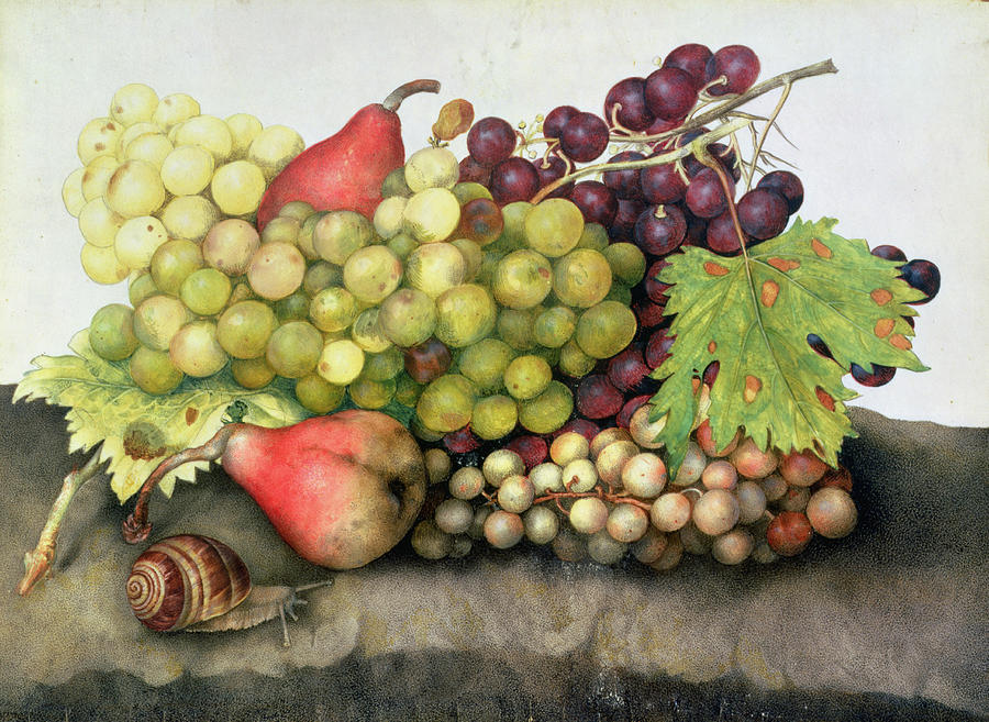 Grape Painting - Snail with Grapes and Pears by Giovanna Garzoni