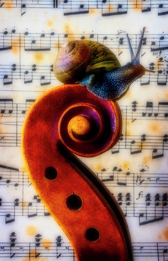 Snail With Sheet Music Photograph by Garry Gay
