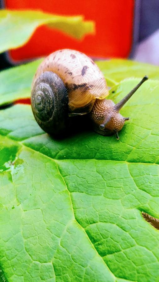 Snail Photograph by Wyatt J Brundage - Pixels