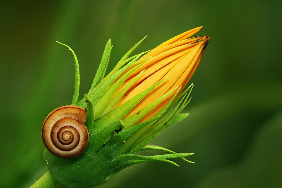 Snail Photograph by Yuri Peress