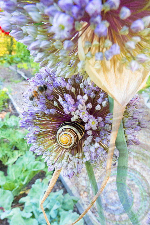 Snailgarden Photograph by Dana Vallery Snailgarden Photograph by Dana Vallery