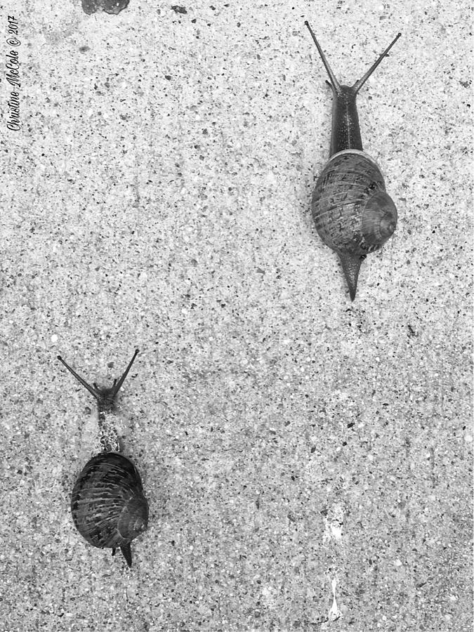 Snailing along bw Photograph by Christine McCole