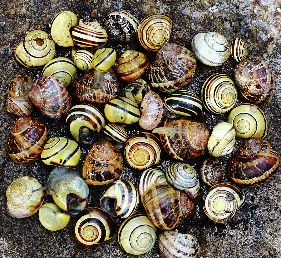 Snails and Shells Photograph by Jeff Townsend