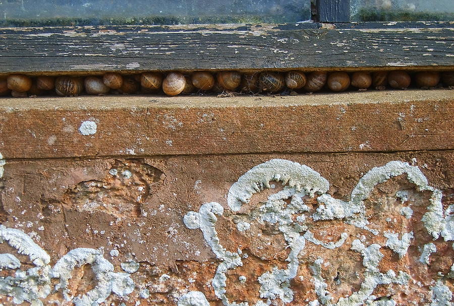 Snails at Home with Lichen Photograph by Jeff Townsend