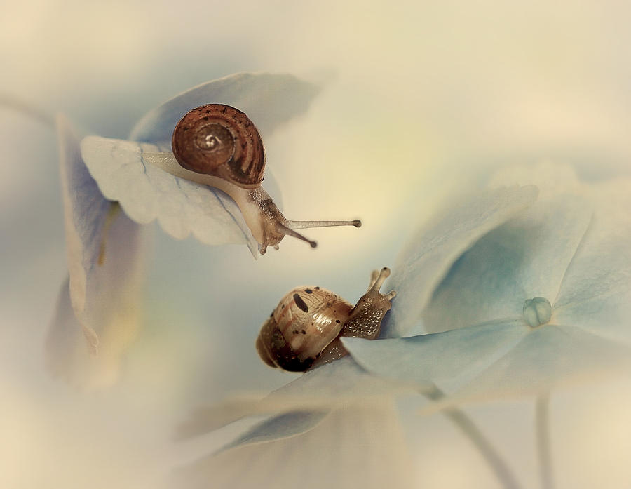 Flower Photograph - Snails by Ellen Van Deelen