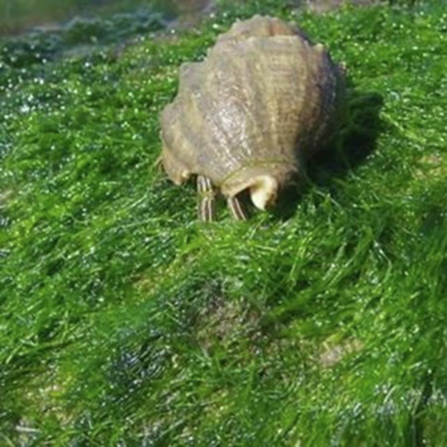 Snails Pace Photograph by Barbie Reno